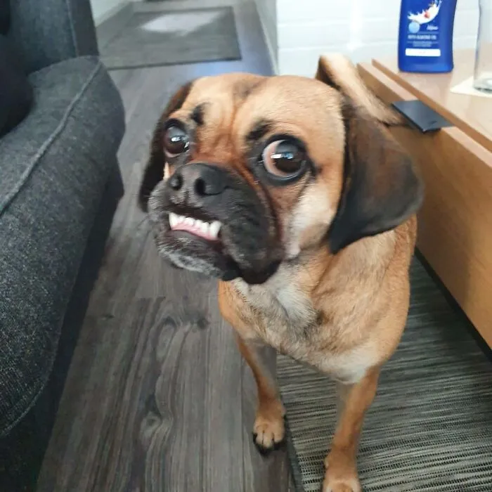 Laka