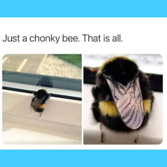 32 Memes I Found In The Dumpster And Your Mom's Basement