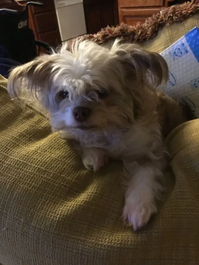 Bootsie