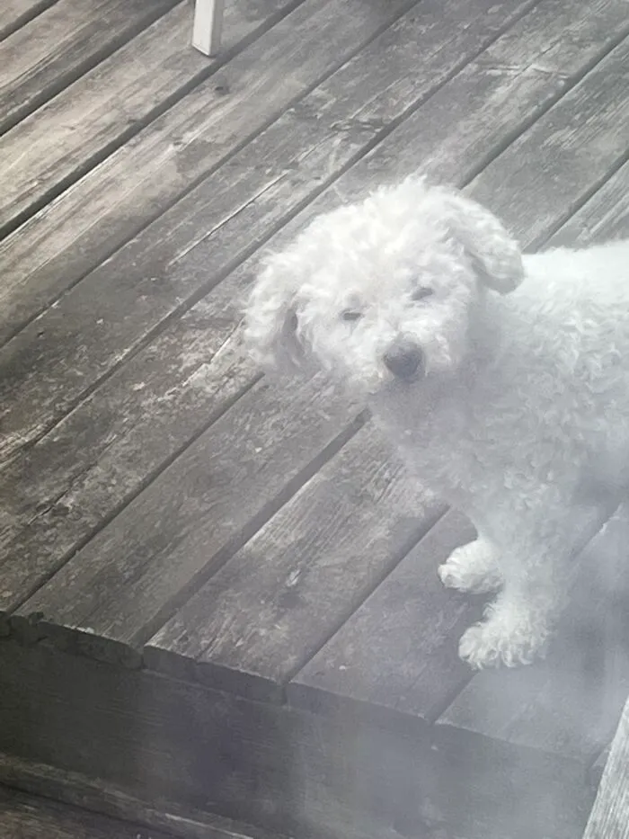 Tired Doggo