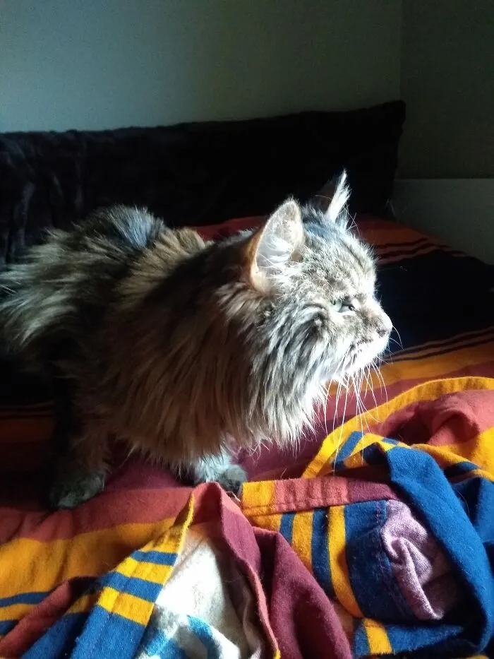My Cat Has A Quest For Me This Morning