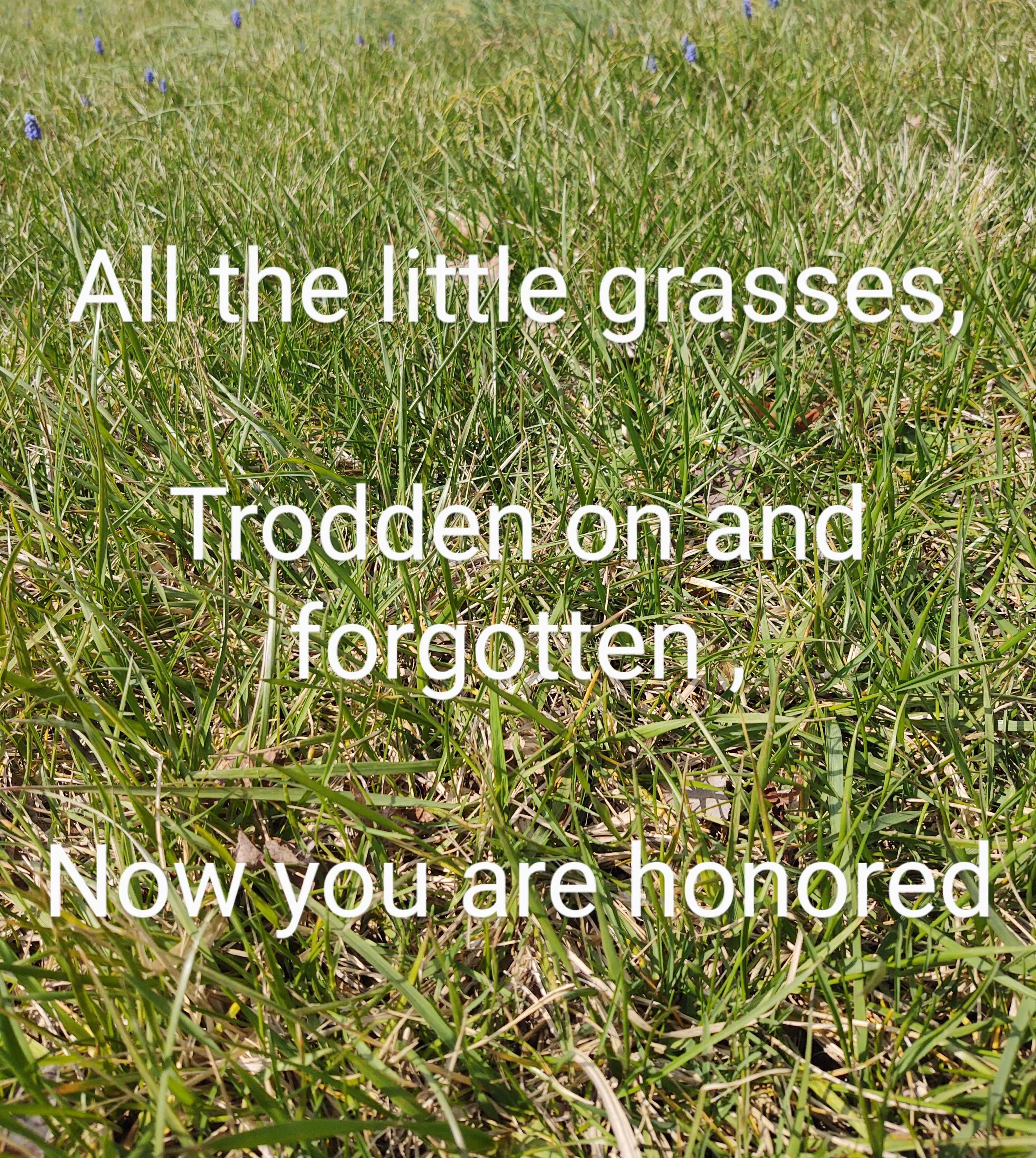 I Wrote Poems To Go With Pictures I Took Of Local Scenery