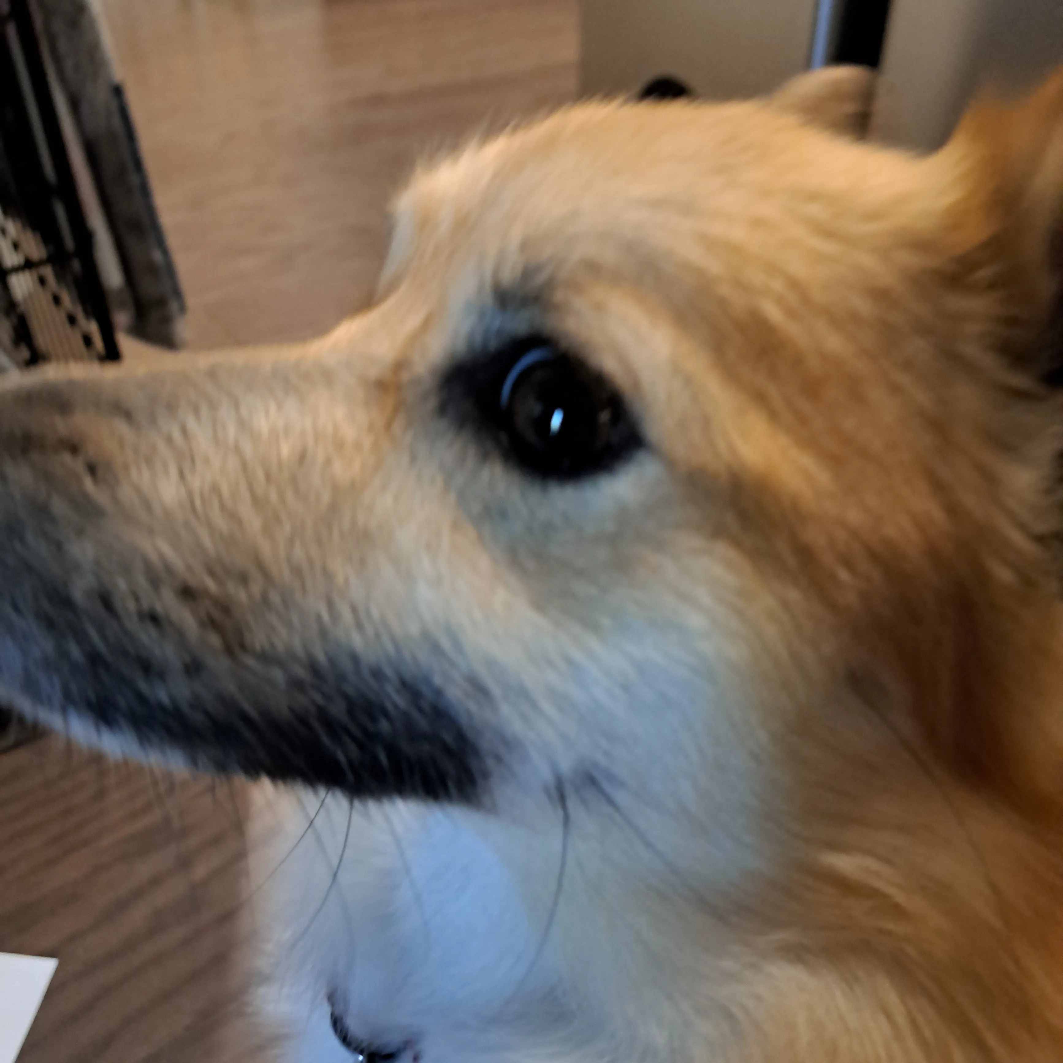 Show Me Pics Of Ur Pet! :}