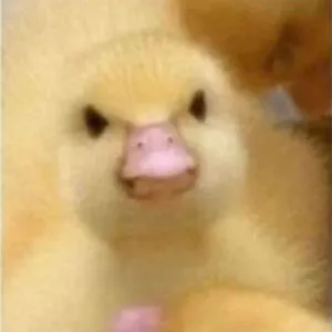 Ducking_Mad