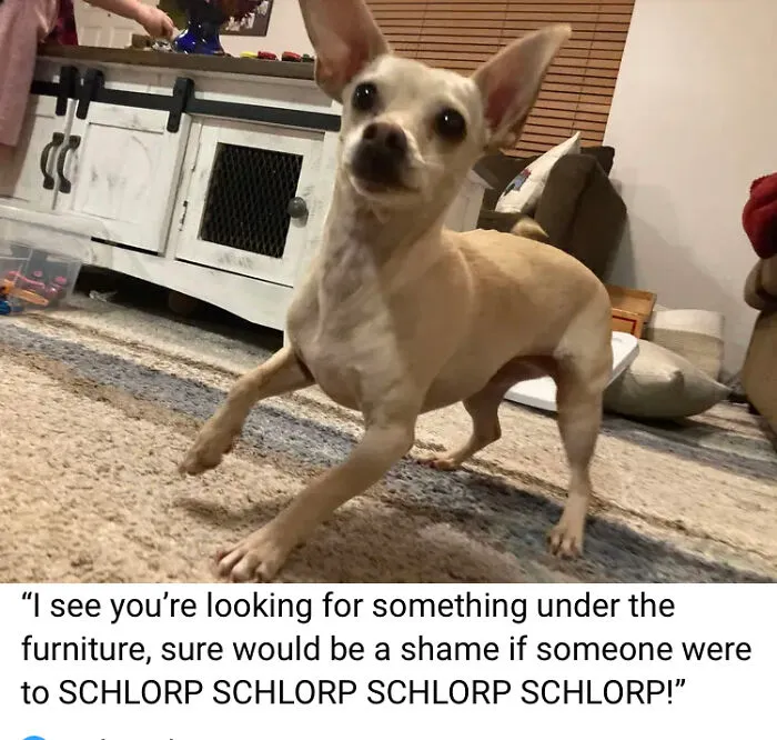 Chihuahua Life