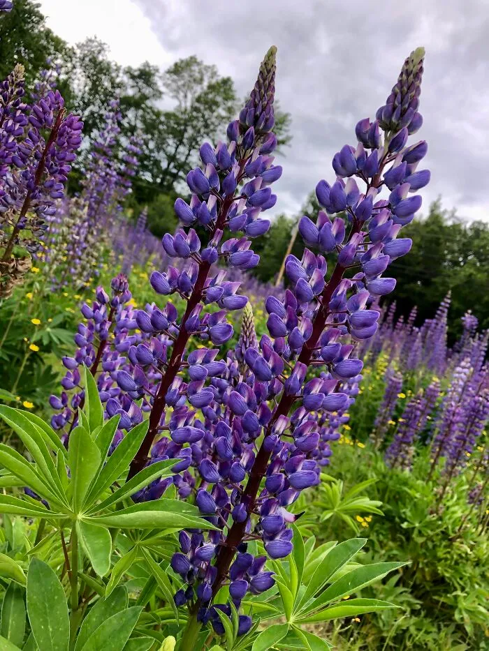 In A Field Of Lupine !