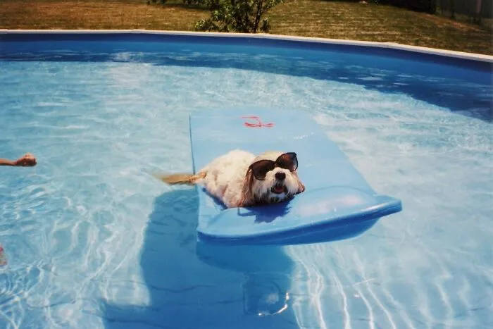 Pool Party Dog