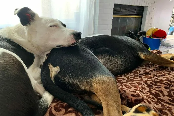 He Naps Where He Can