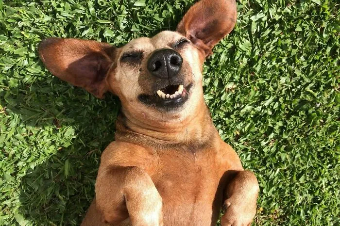Happy Doggy