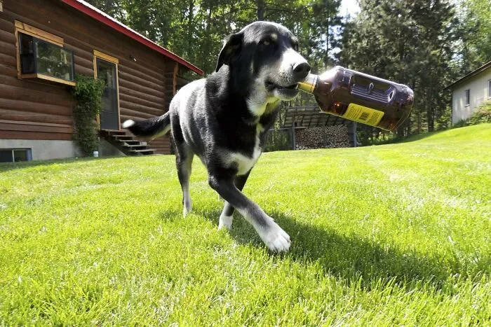 “Where Is My Bottle Of- Nooooo”