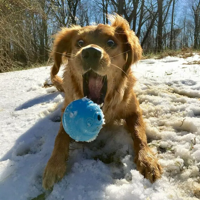 Retrieving Retriever