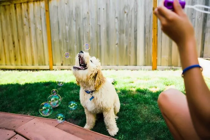 Outdoor Doggy