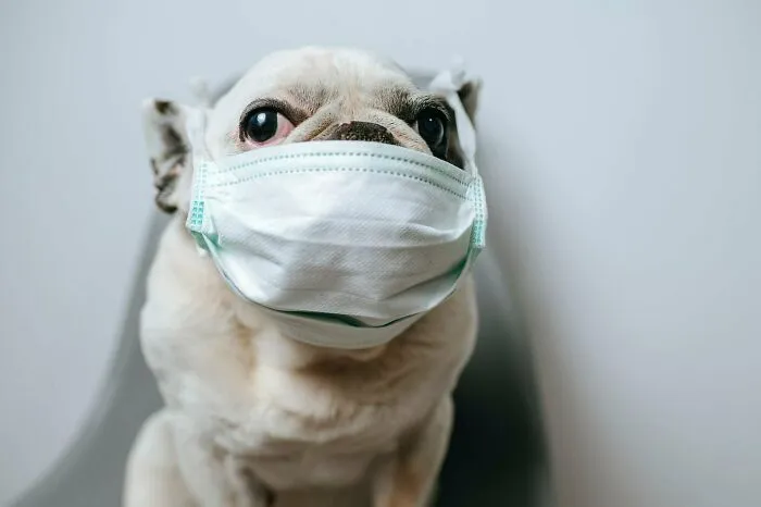 He Just Heard Of The Pandemic 😂