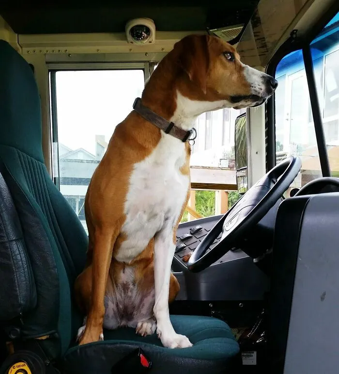 Your School Bus Driver
