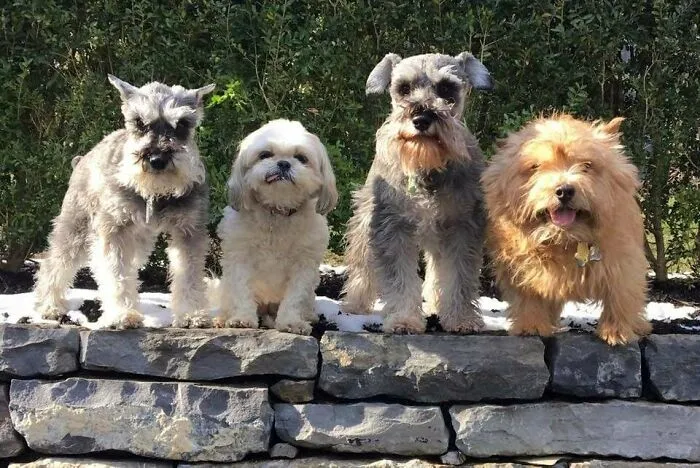 The Best Friends