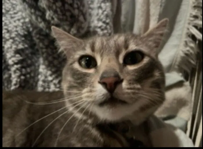 Actually, It’s Sir Captain Tiger Beard If You Please (He’s Not Mine Tho)