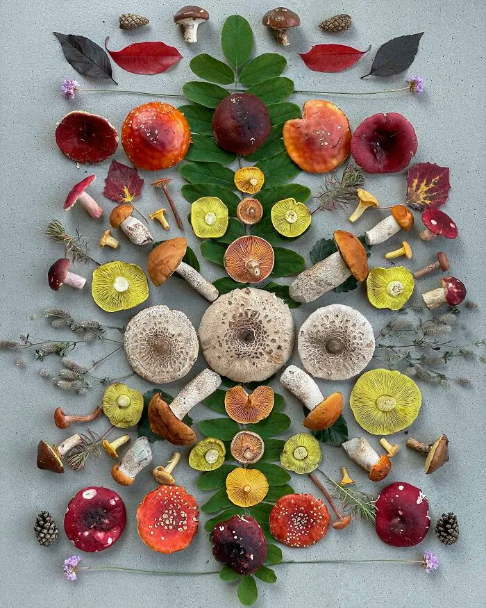 I Create Mushroom Flatlays, And Here Are My 40 Best Photographs Of Them
