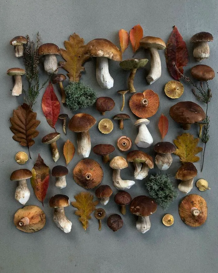 I Create Mushroom Flatlays, And Here Are My 40 Best Photographs Of Them