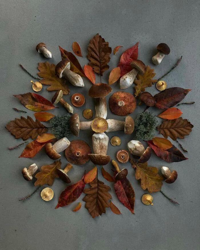 I Create Mushroom Flatlays, And Here Are My 40 Best Photographs Of Them