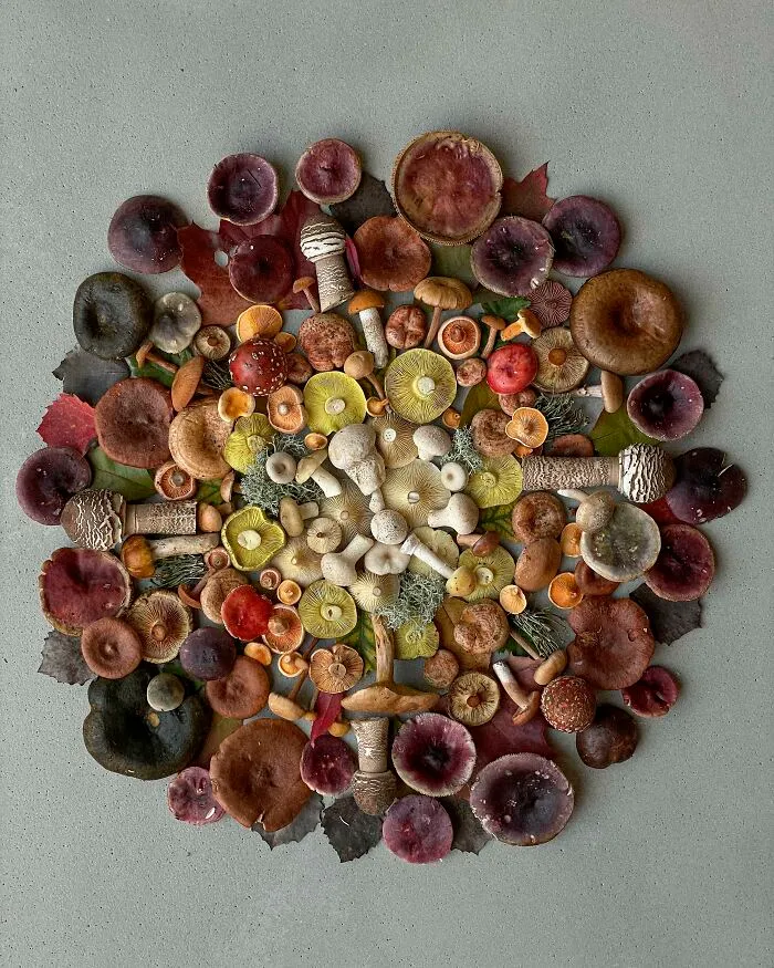 I Create Mushroom Flatlays, And Here Are My 40 Best Photographs Of Them