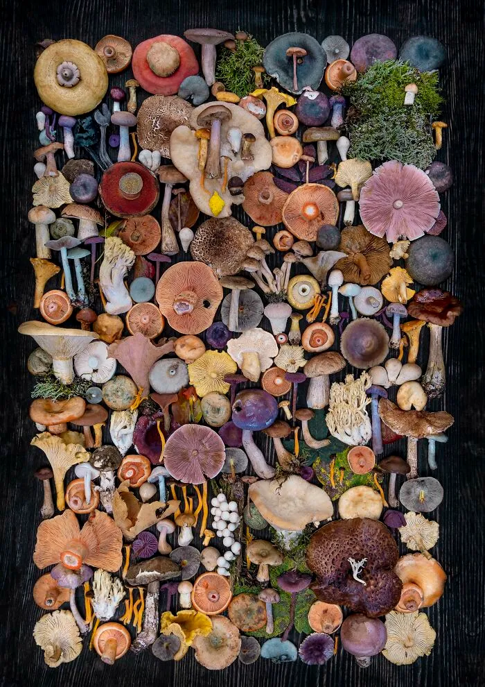 I Create Mushroom Flatlays, And Here Are My 40 Best Photographs Of Them