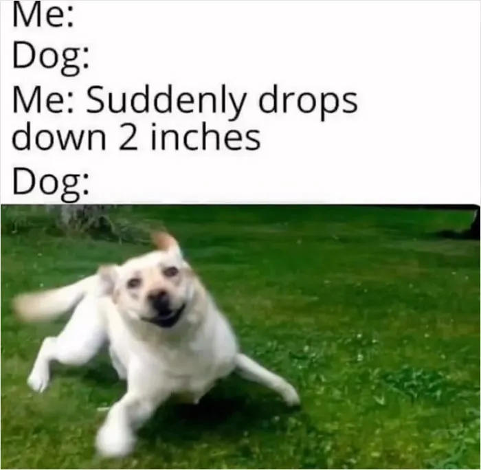 In Case You’re Having A Bad Day, Here Are 35 Hilarious Memes Shared By “Meme Lord” Instagram Account