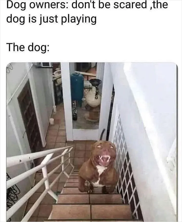 In Case You’re Having A Bad Day, Here Are 35 Hilarious Memes Shared By “Meme Lord” Instagram Account