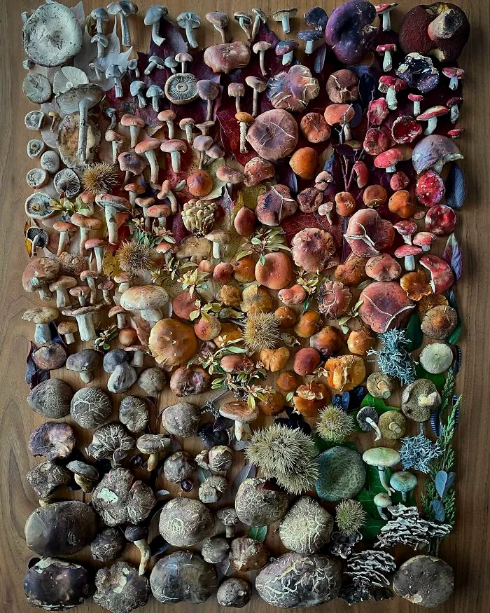 I Create Mushroom Flatlays, And Here Are My 40 Best Photographs Of Them