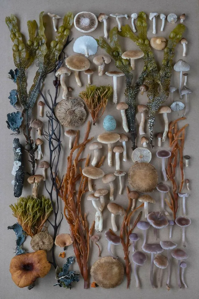 I Create Mushroom Flatlays, And Here Are My 40 Best Photographs Of Them