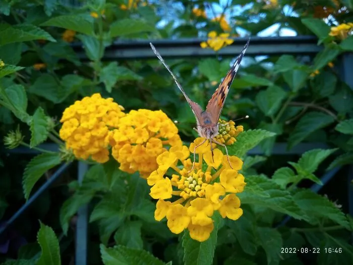 Butterfly Effect