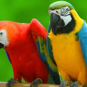 Two squawking parrots