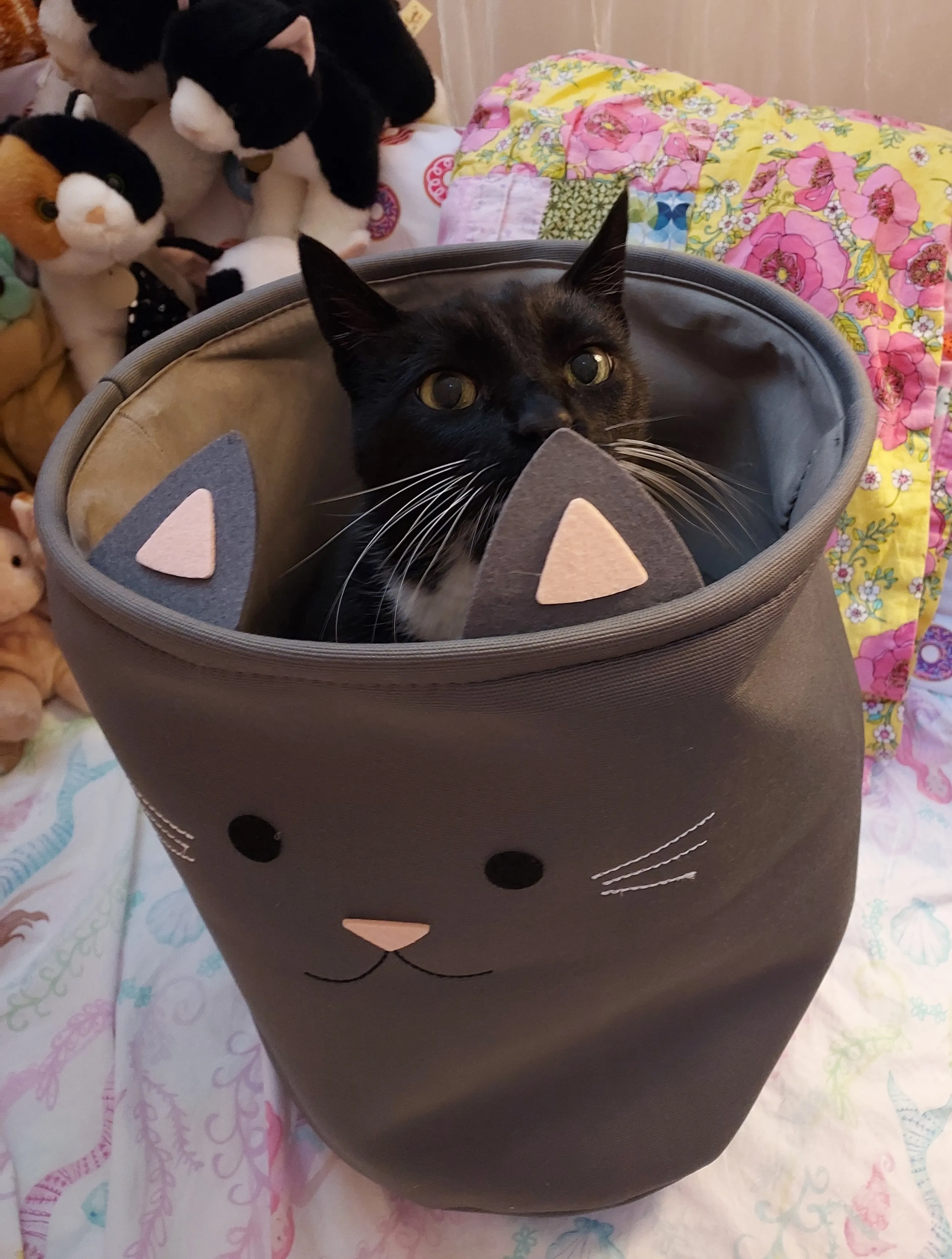 Post A Pic Of Your Cat & What They Are Named After