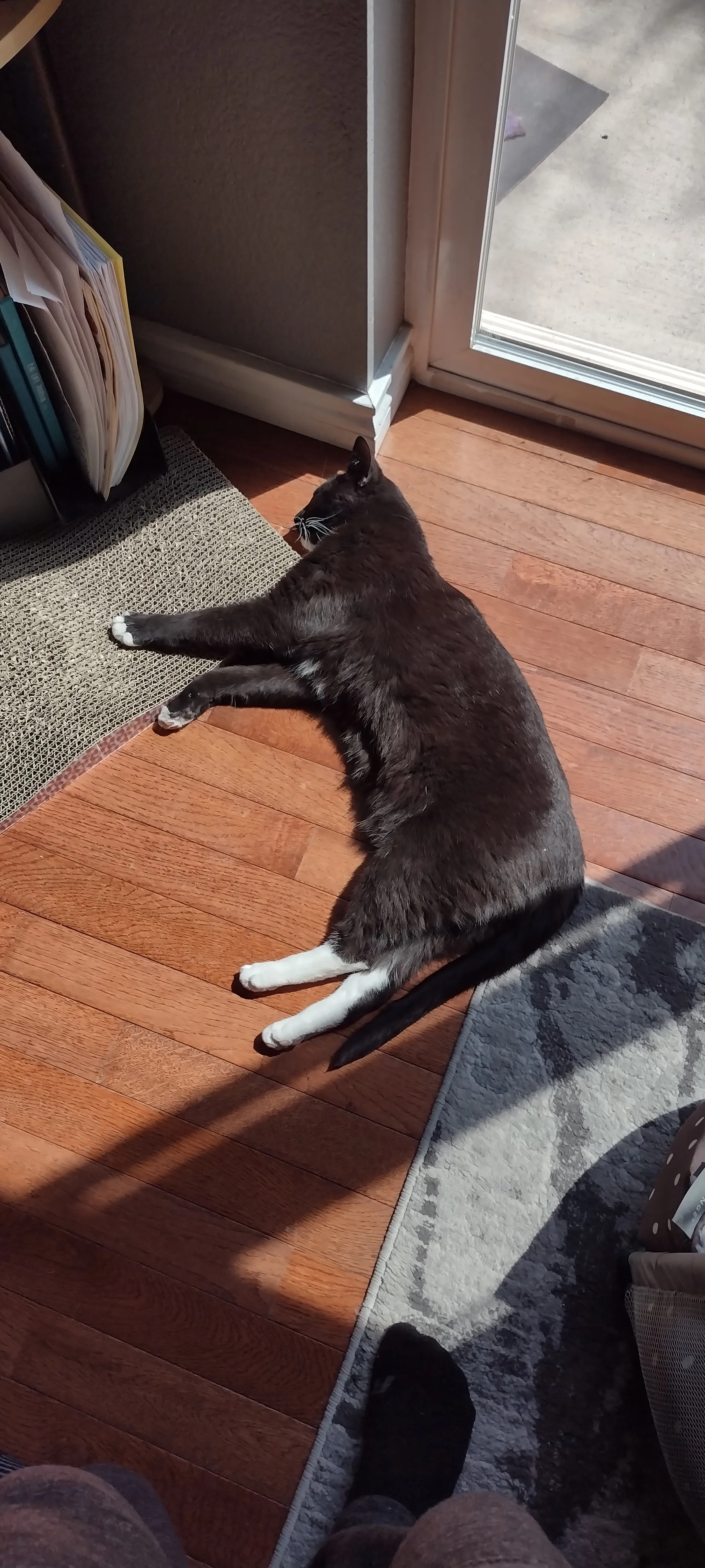Post The Most Funny Image/Meme Of Your Cat!