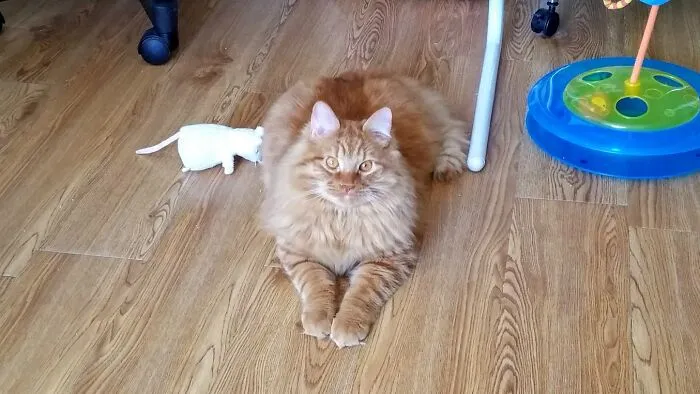 Renni Looking Regal. Adorable Until He Uses Your Belly As A Trampoline While In The Zoomies At 3am. Then Just A Jerk