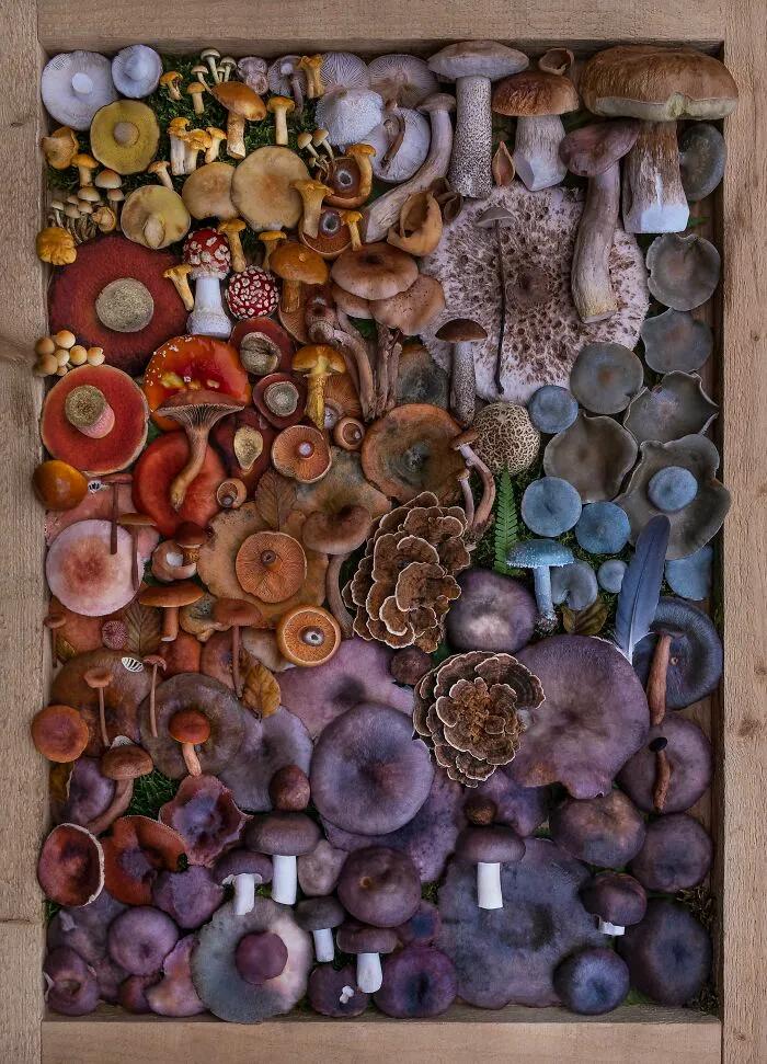 I Create Mushroom Flatlays, And Here Are My 40 Best Photographs Of Them