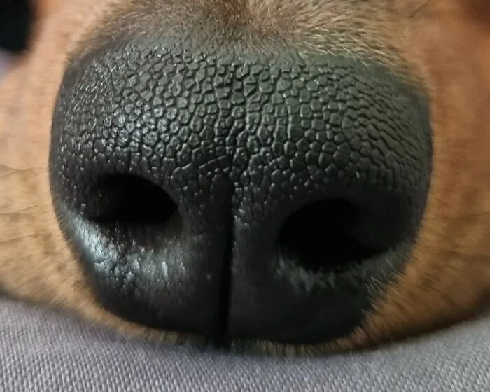 My Pup's Booper