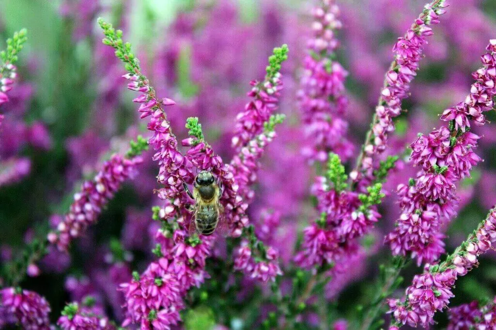 Heather Blooms: Discovering The Timeless Charm Of Nature's Purple Majesty