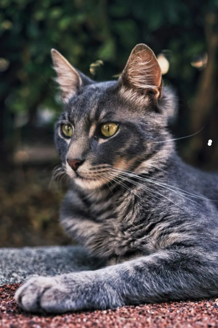 I Took 18 Photos Of Stray Cats Living In Limassol, Cyprus (New Pics)
