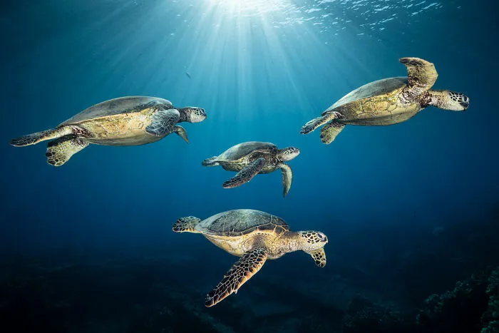 Aquatic Life Finalist - "Strength In Numbers" By Renee Capozzola