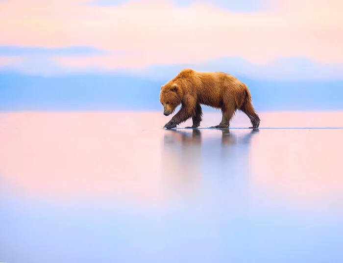 Terrestrial Wildlife Finalist - "Cloud Walker" By Torie Hilley