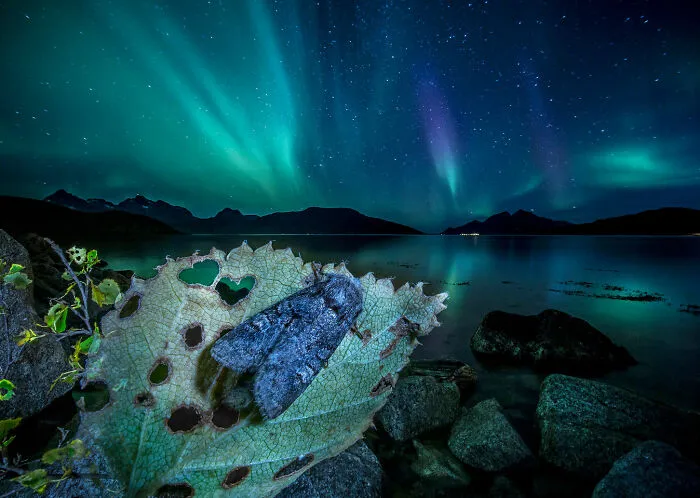 Winged Life Finalist - "Waiting For Love" By Audun Rikardsen