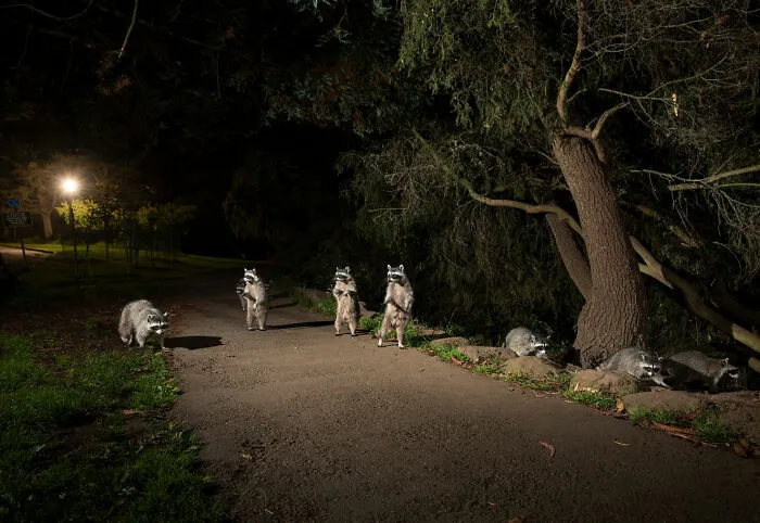 Photo Story: A Matter Of Time Finalist - "Cities Gone Wild" By Corey Arnold