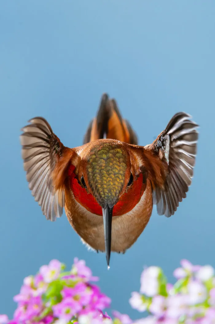 Winged Life Finalist - "Little Winged Warrior" By Robert Dodson