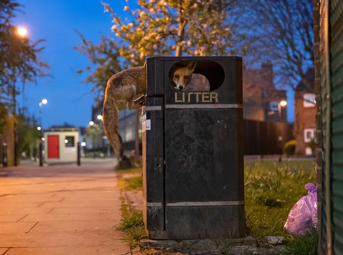 Human/Nature Finalist - "Fox Box" By Matt Maran