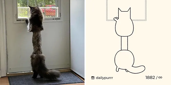 30 Of The Funniest Internet-Famous Cat Pics Get Illustrated By Daily Purrr (New Pics)