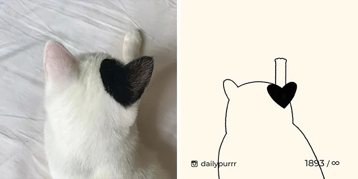 30 Of The Funniest Internet-Famous Cat Pics Get Illustrated By Daily Purrr (New Pics)