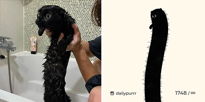 30 Of The Funniest Internet-Famous Cat Pics Get Illustrated By Daily Purrr (New Pics)