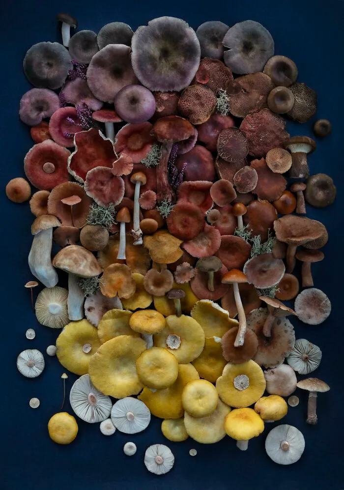 I Create Mushroom Flatlays, And Here Are My 40 Best Photographs Of Them