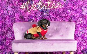 We Set Up A Photo Booth To Celebrate National Dachshund Day, And Here’s The Result (19 Pics)