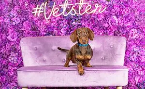We Set Up A Photo Booth To Celebrate National Dachshund Day, And Here’s The Result (19 Pics)
